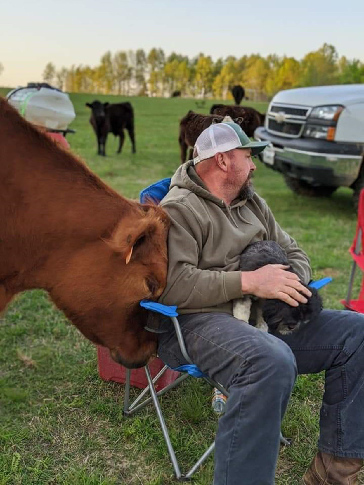 Steer
